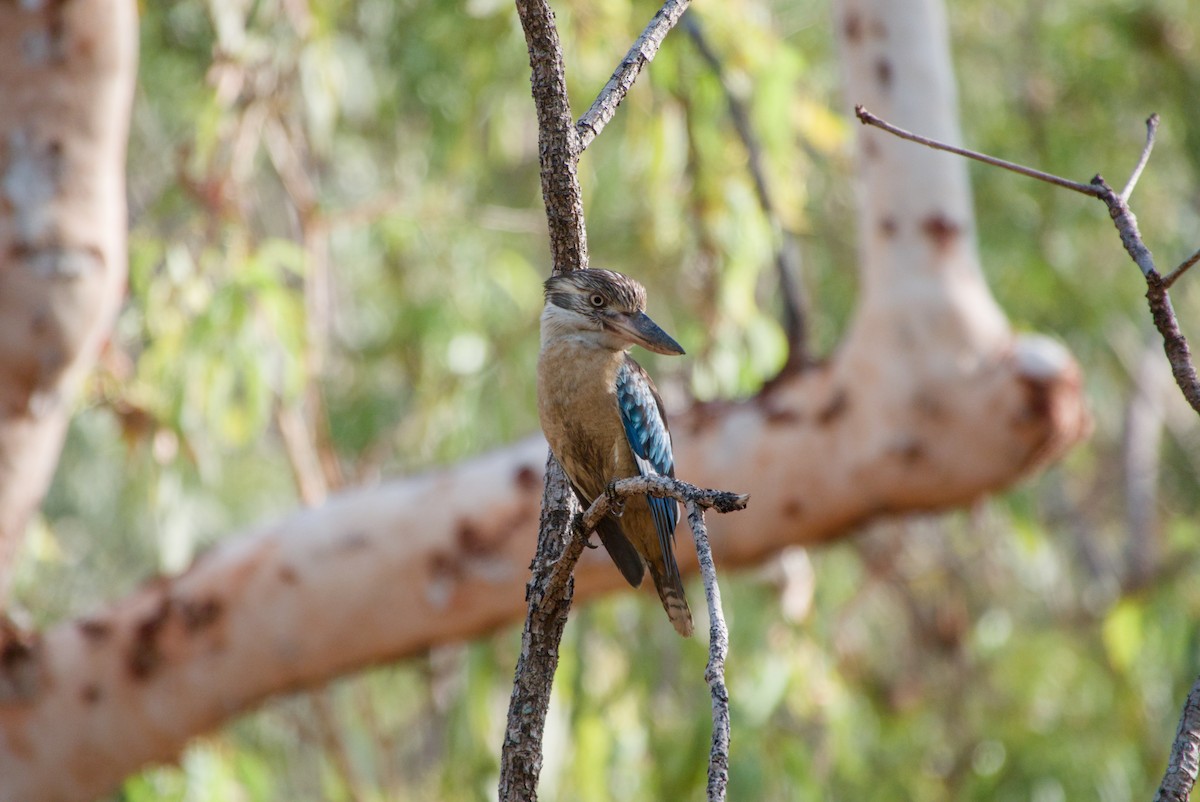 Blue-winged Kookaburra - ML643695628