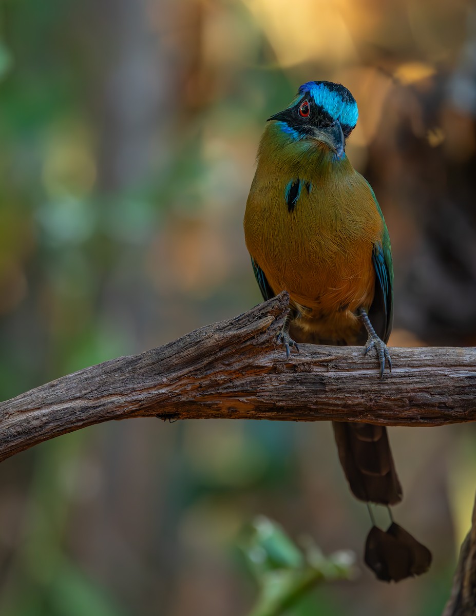 Amazonian Motmot - ML643695635