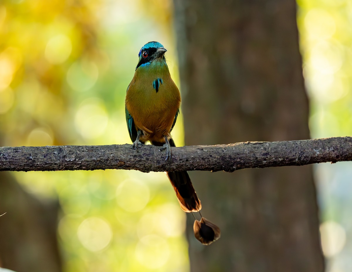 Amazonian Motmot - ML643695636