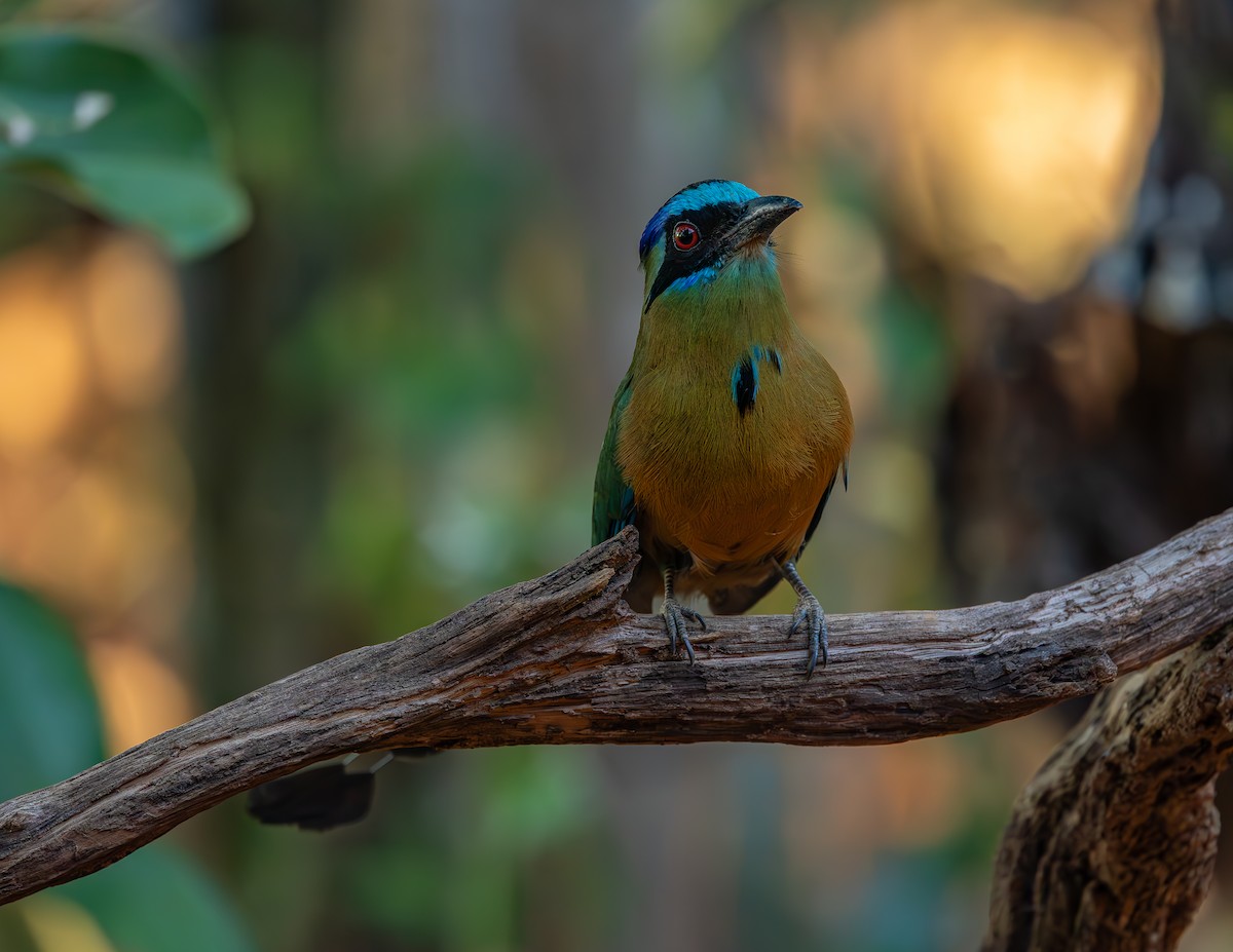 Amazonian Motmot - ML643695637