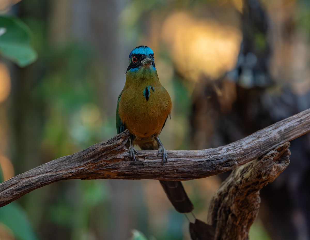 Amazonian Motmot - ML643695638