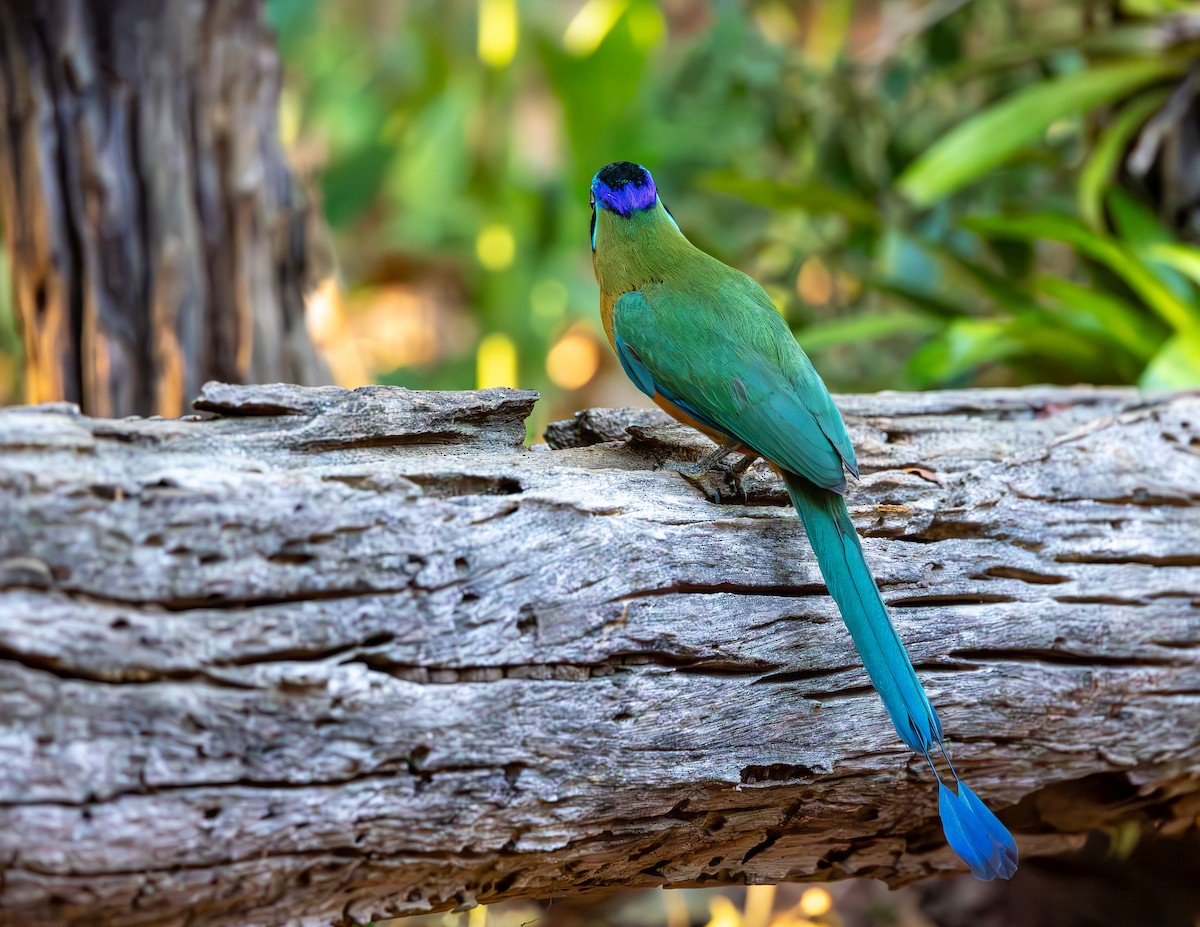 Amazonian Motmot - ML643695639