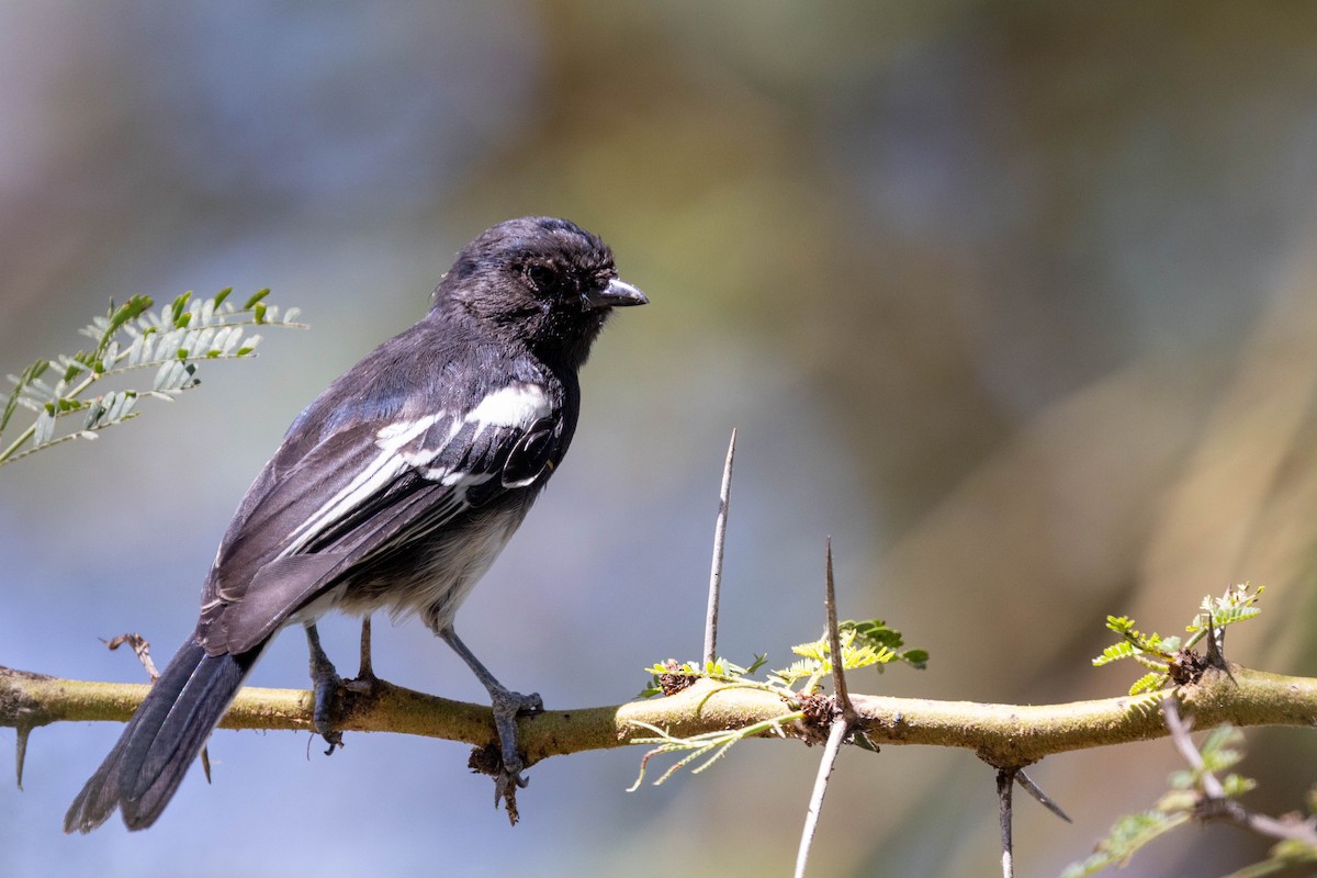 White-bellied Tit - ML643695643