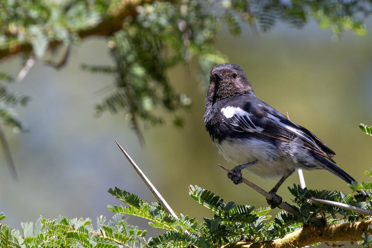 White-bellied Tit - ML643695644