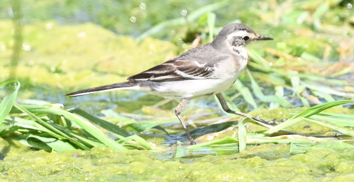 Citrine Wagtail - ML643695647