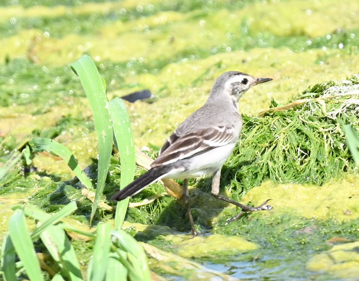 Citrine Wagtail - ML643695648