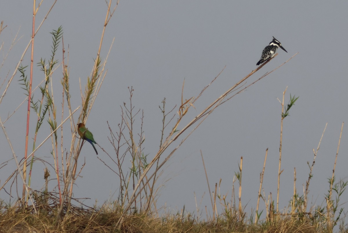 White-fronted Bee-eater - ML643695657