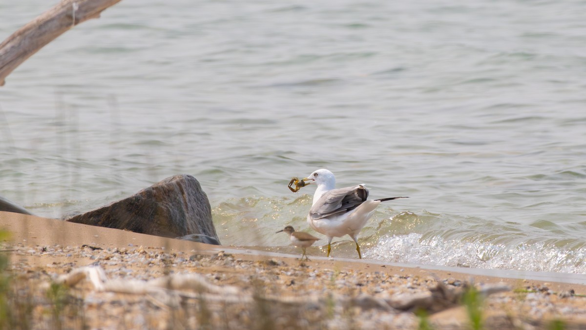 Ring-billed Gull - ML643695668