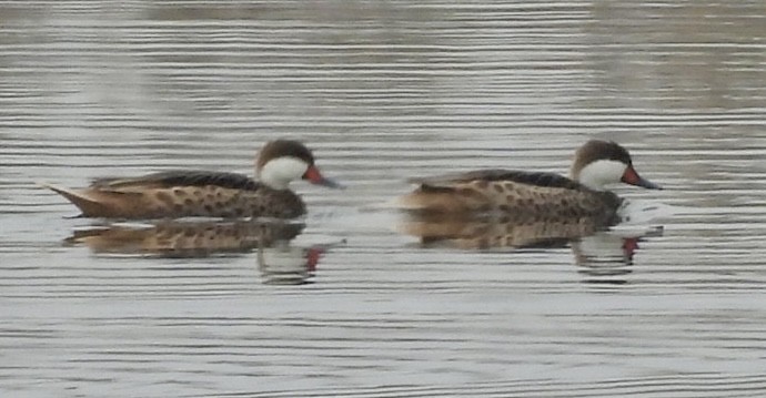 White-cheeked Pintail - ML643695686