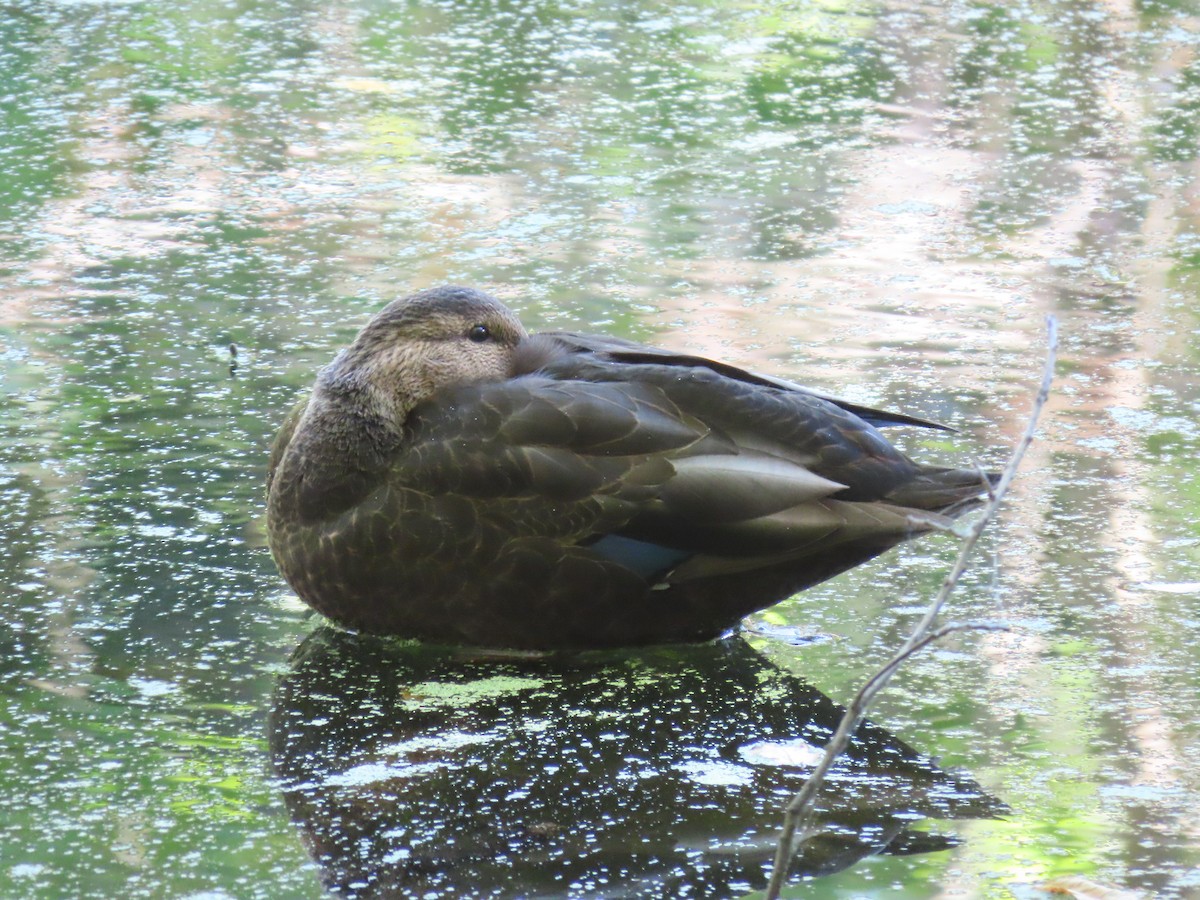 American Black Duck - ML643695687