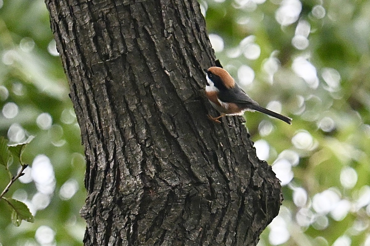 Black-throated Tit - ML643695691