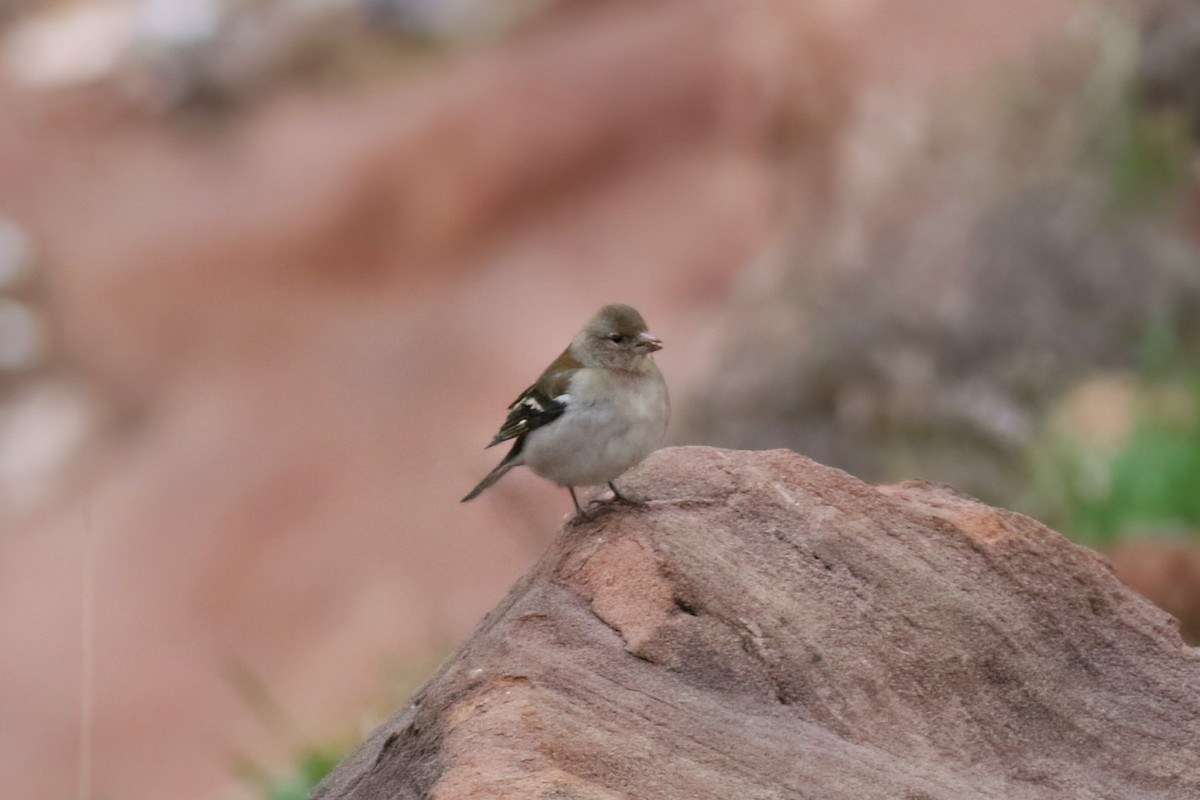 African Chaffinch - ML643695699