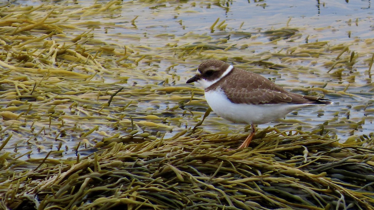 Semipalmated Plover - ML643695703