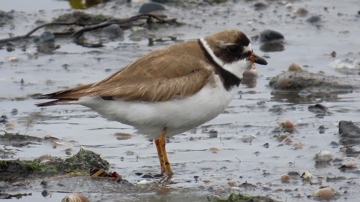 Semipalmated Plover - ML643695704