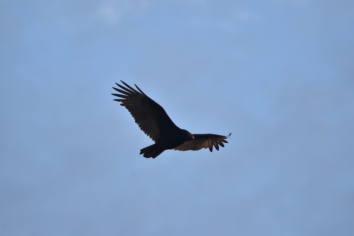 Turkey Vulture - ML643695709