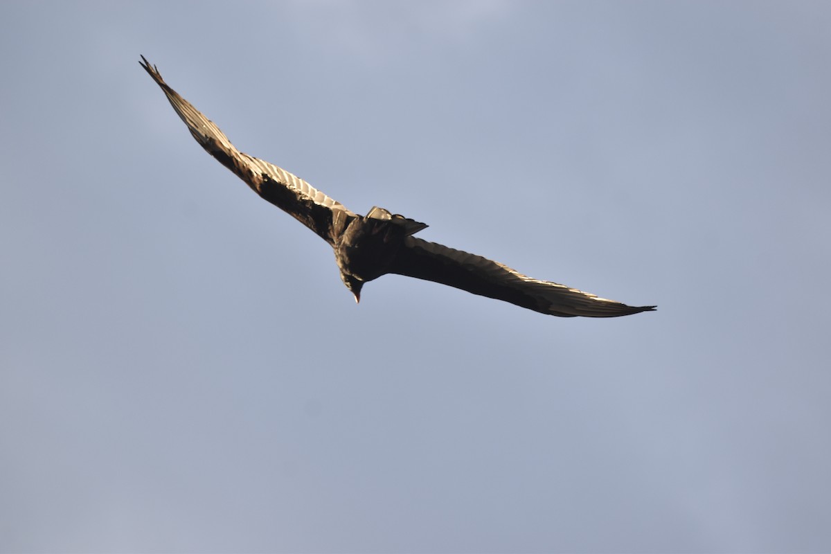 Turkey Vulture - ML643695710