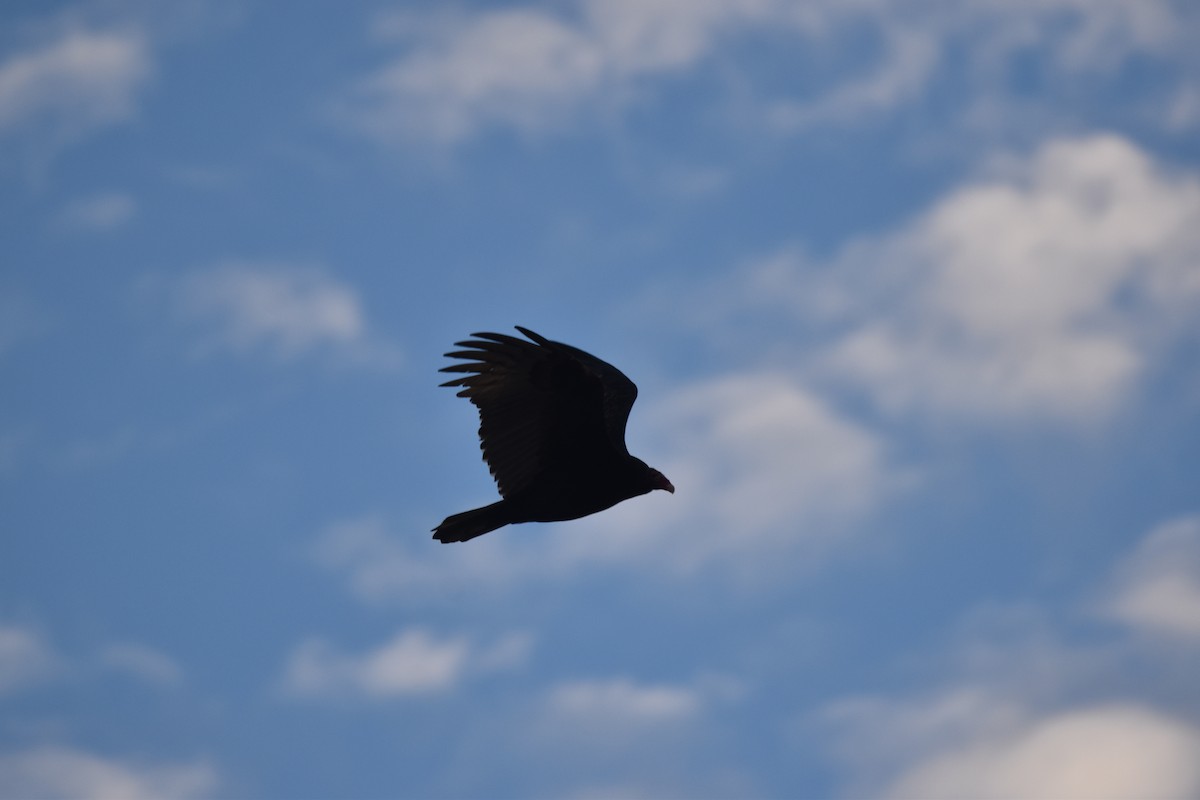 Turkey Vulture - ML643695711