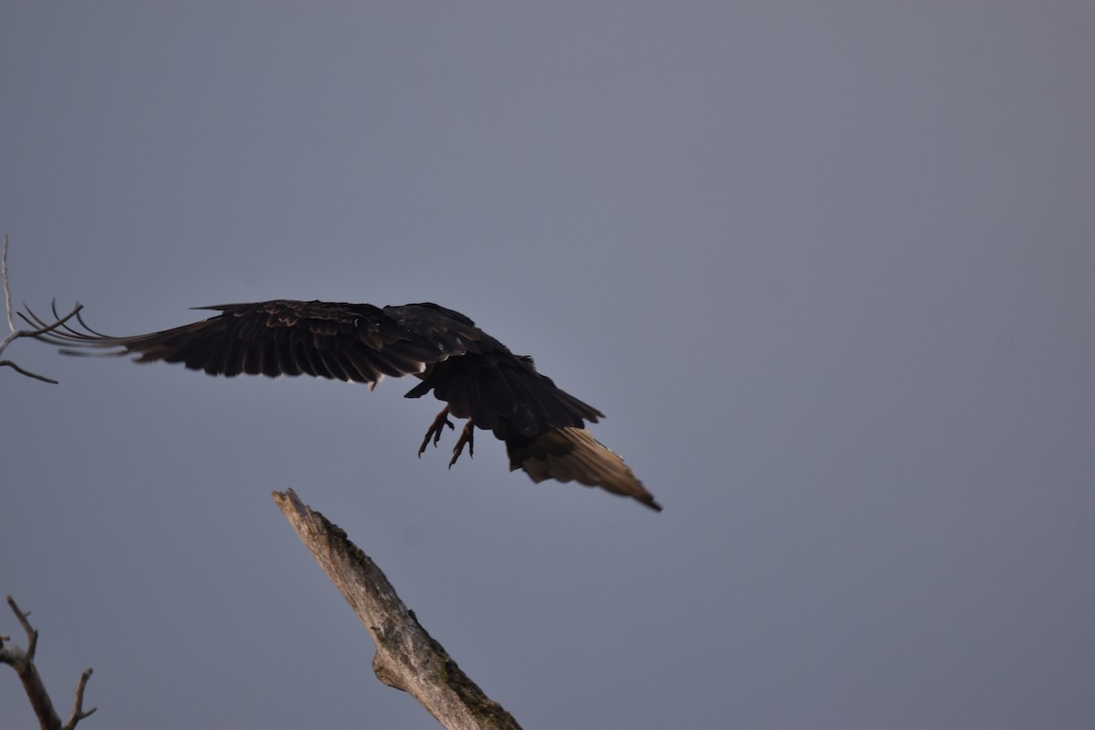 Turkey Vulture - ML643695712