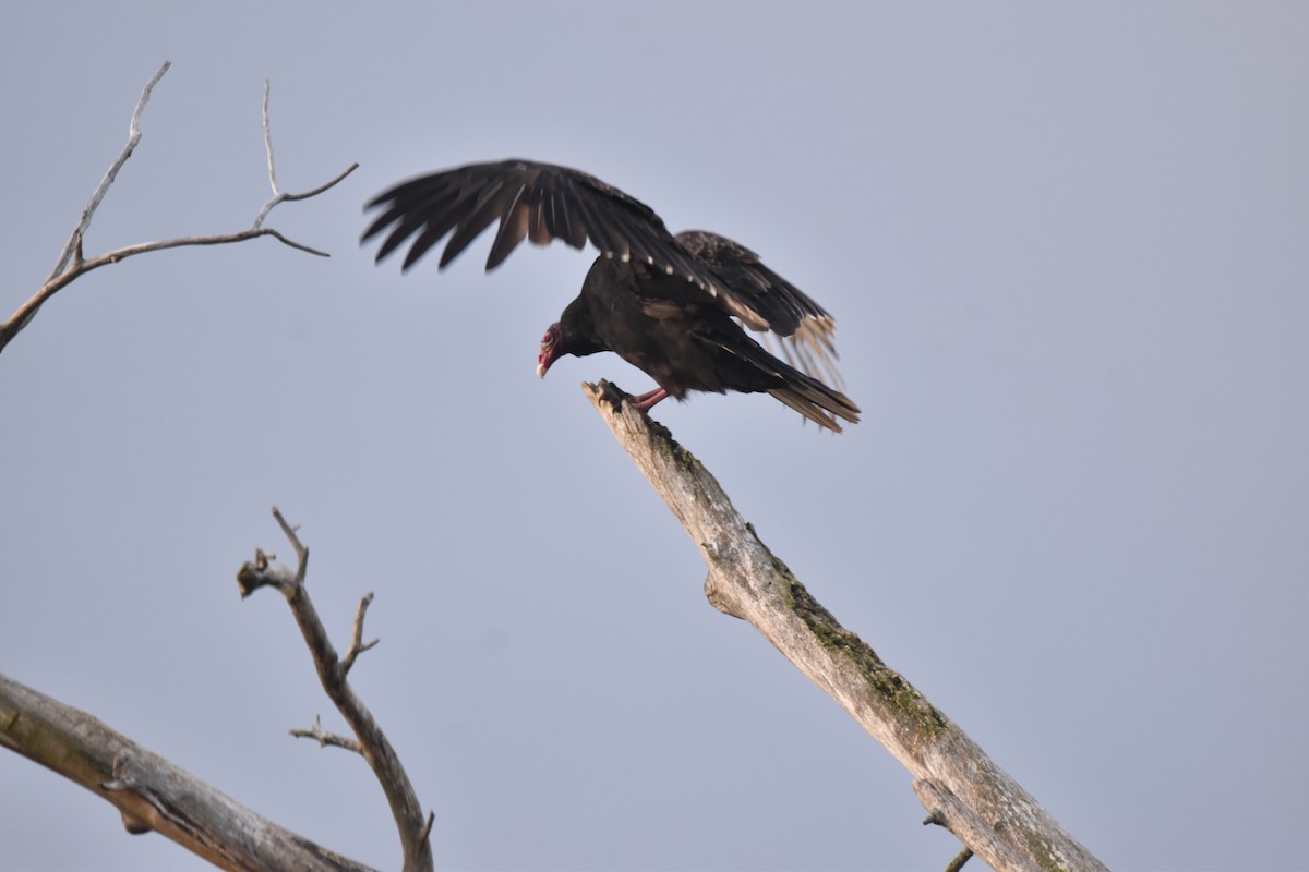 Turkey Vulture - ML643695713