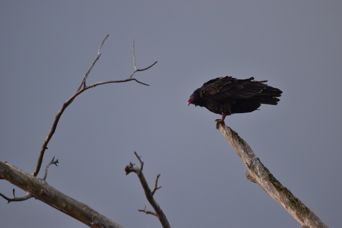Turkey Vulture - ML643695714