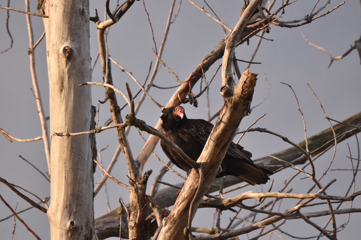 Turkey Vulture - ML643695717