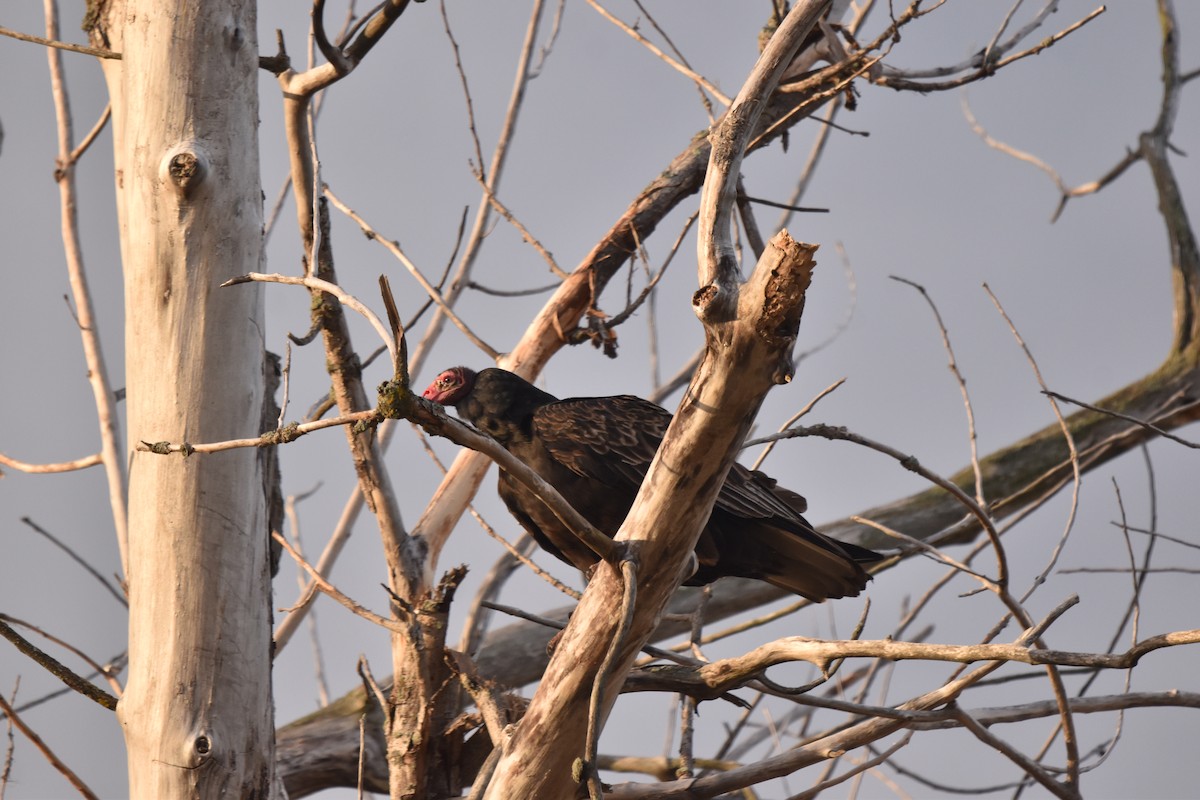 Turkey Vulture - ML643695720
