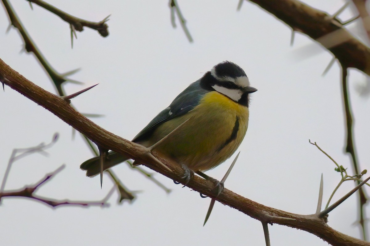 African Blue Tit - ML643695721
