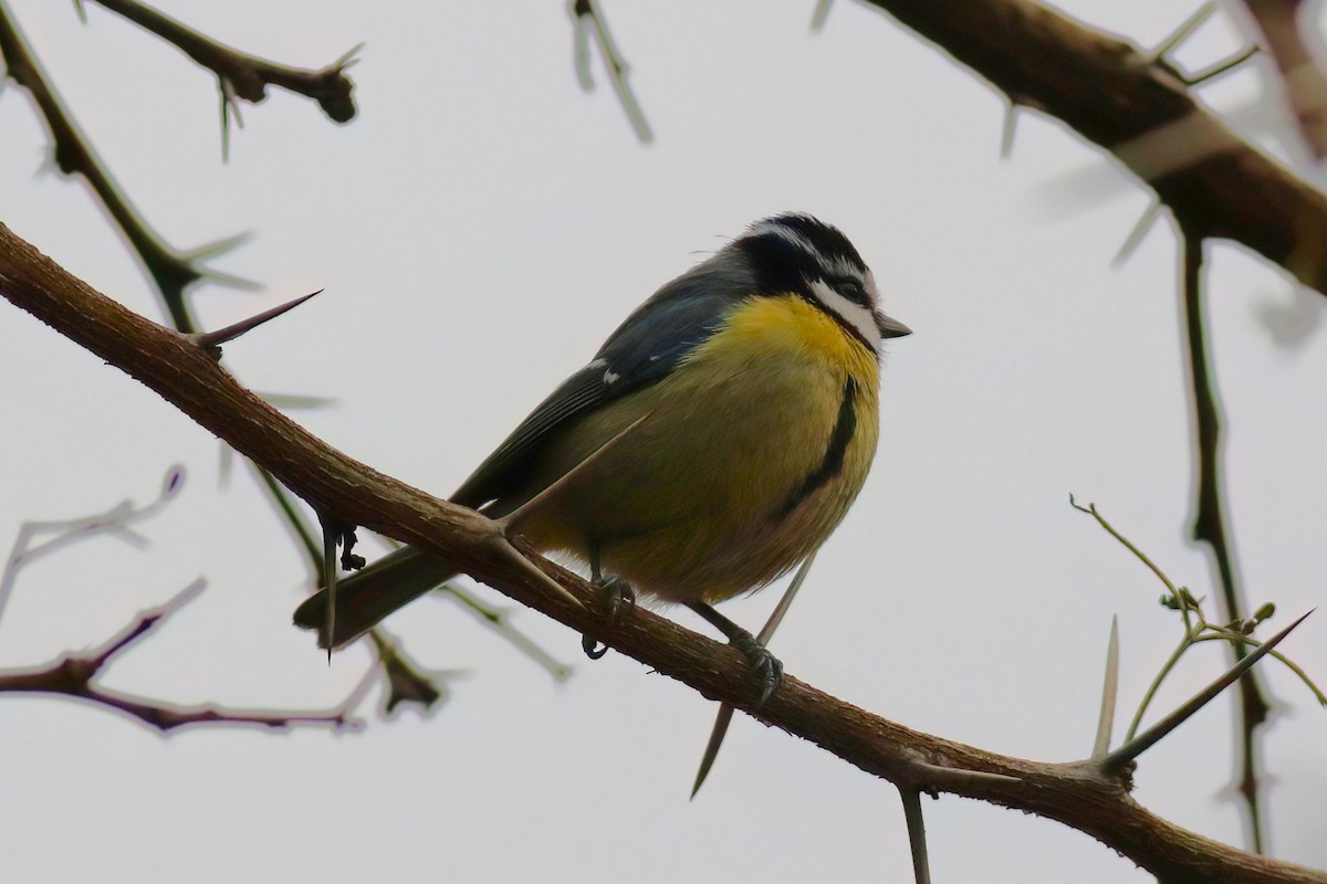 African Blue Tit - ML643695722