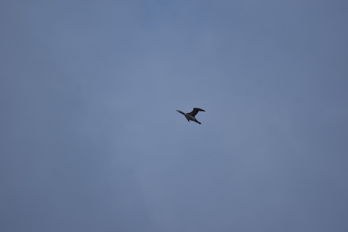 Common Loon - ML643695723