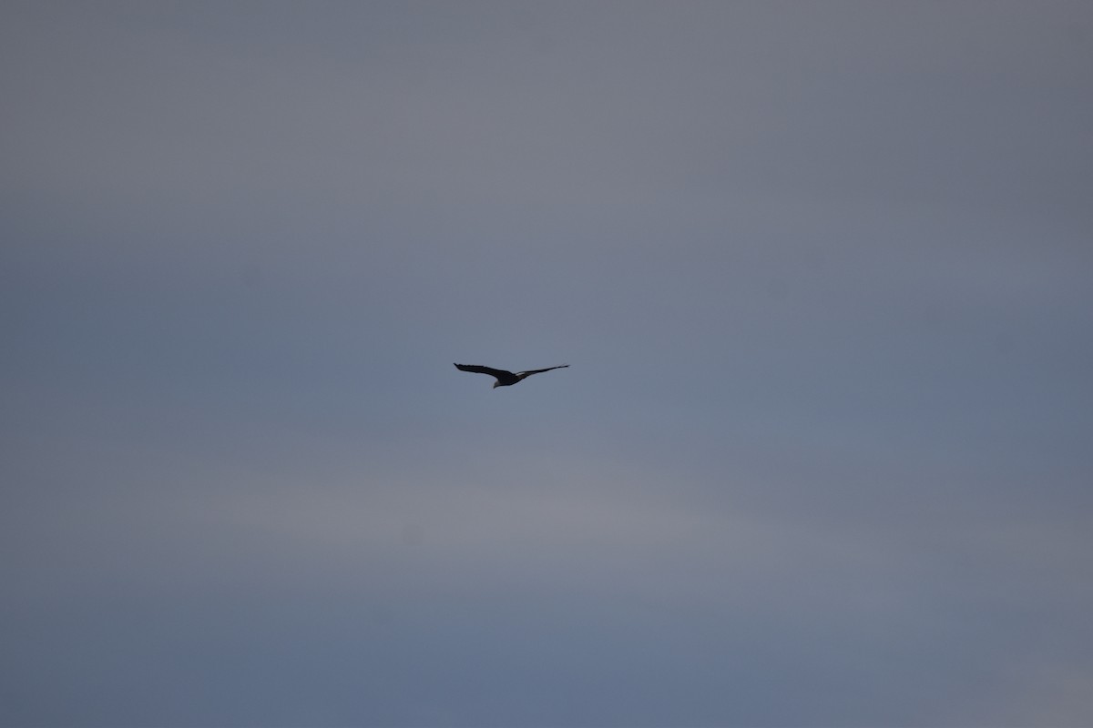 Bald Eagle - ML643695728
