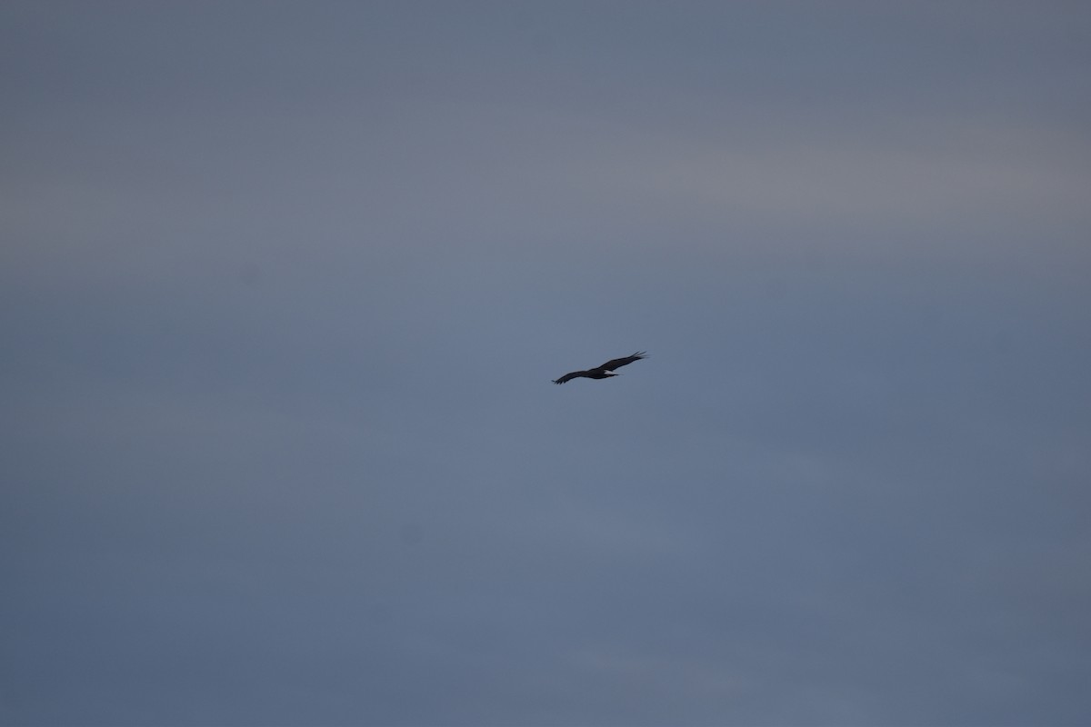 Bald Eagle - ML643695729