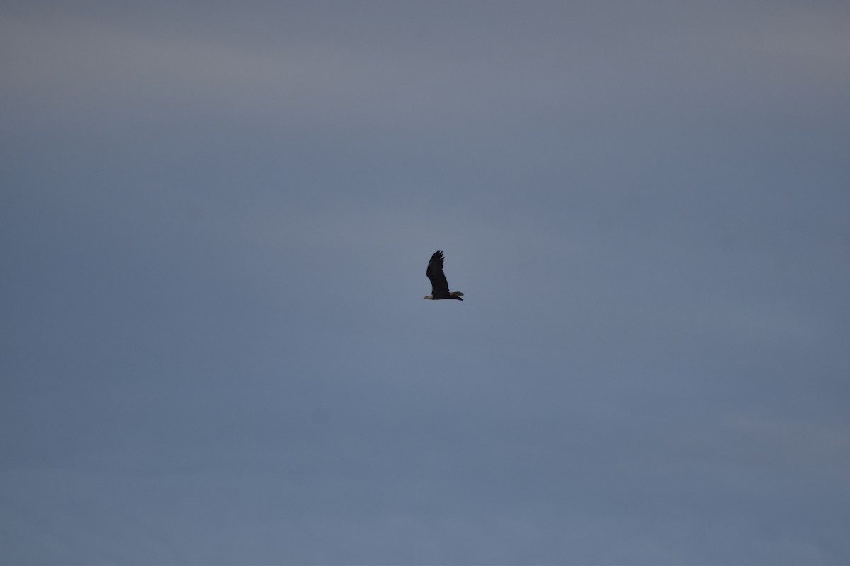 Bald Eagle - ML643695730