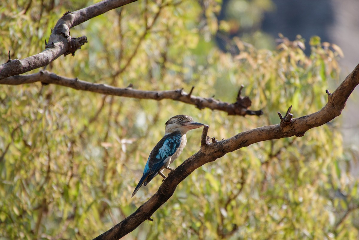 Blue-winged Kookaburra - ML643695732