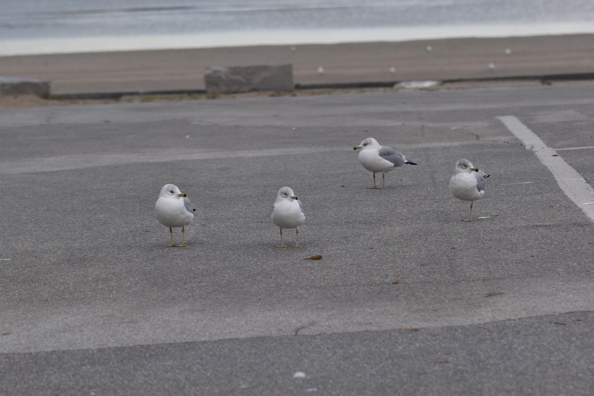 Ring-billed Gull - ML643695754