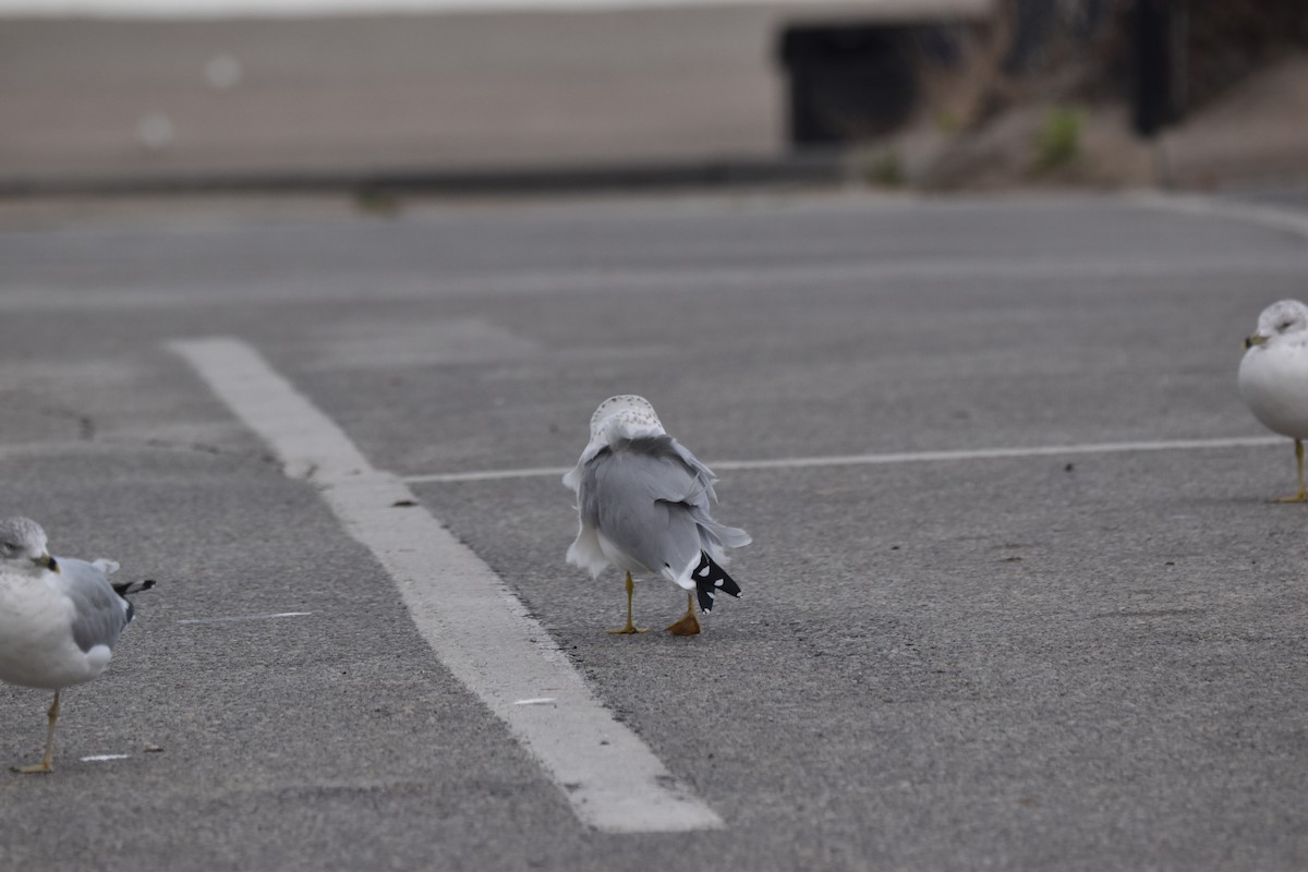 Ring-billed Gull - ML643695755