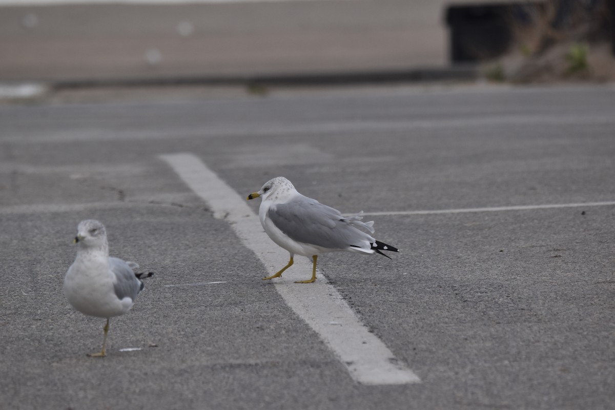 Ring-billed Gull - ML643695756