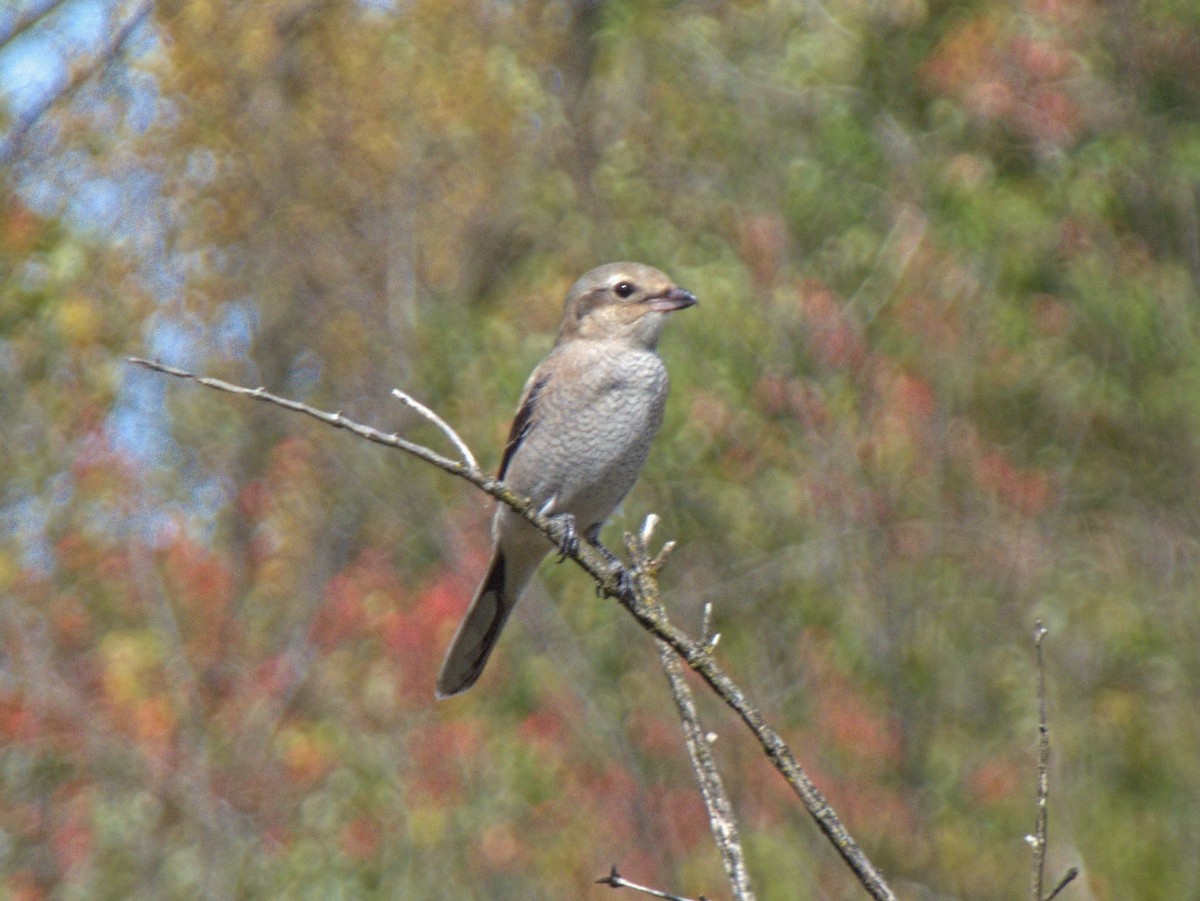 Northern Shrike - ML643695782