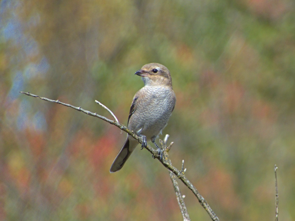 Northern Shrike - ML643695783