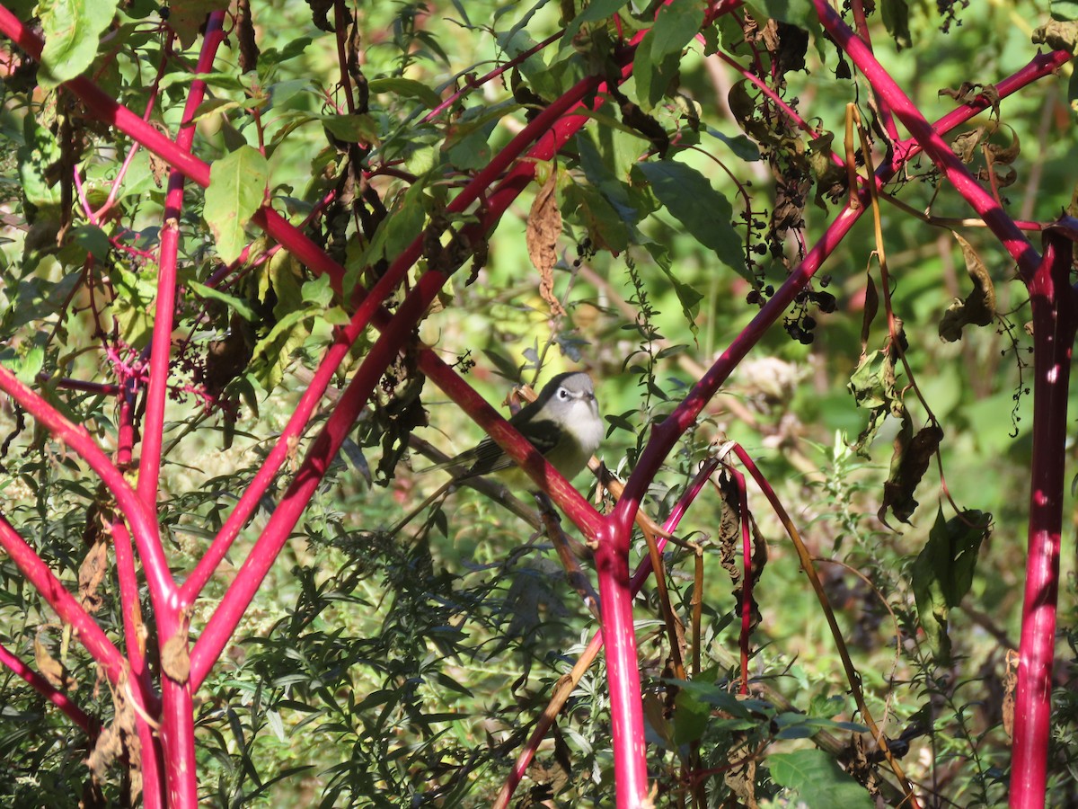 Blue-headed Vireo - ML643695788