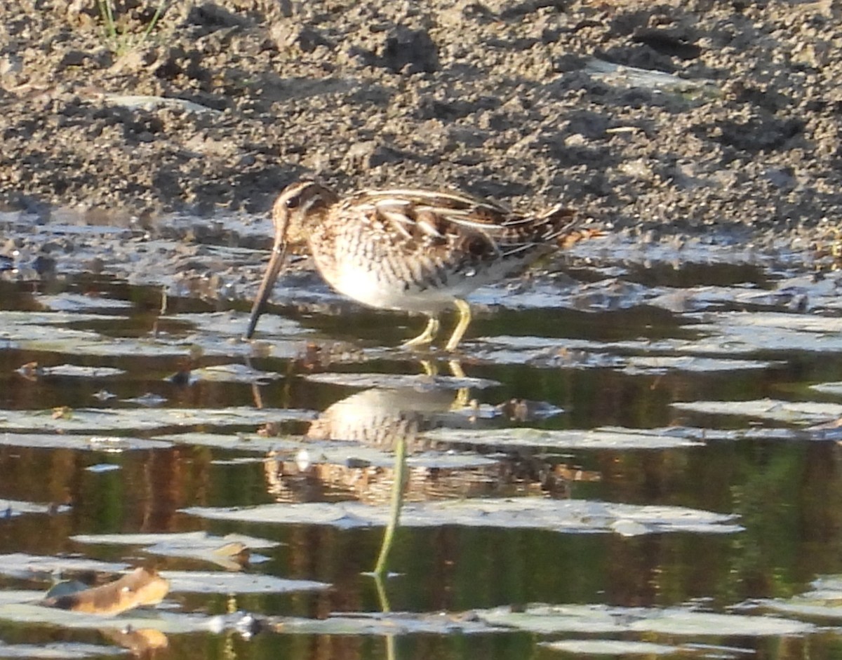 Wilson's Snipe - ML643695808