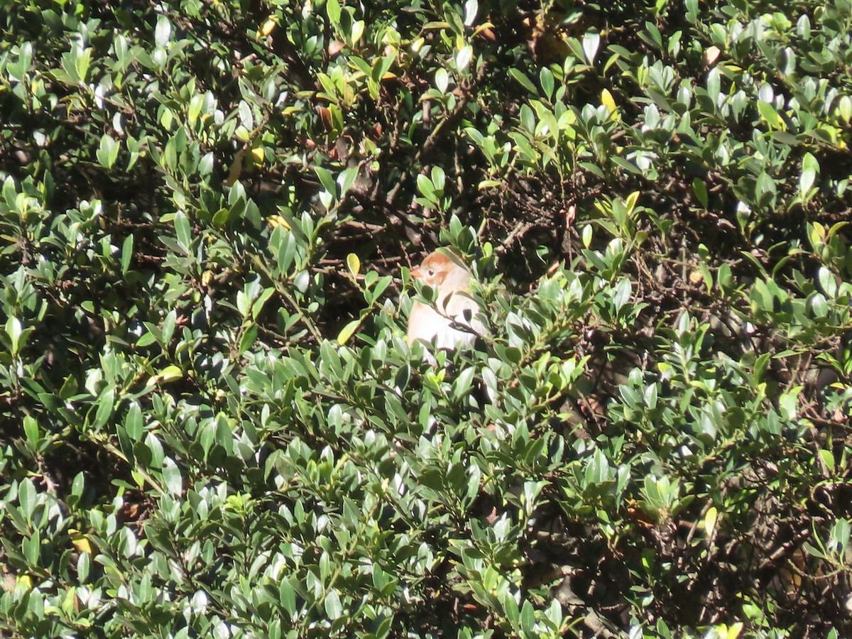 Field Sparrow - ML643695810