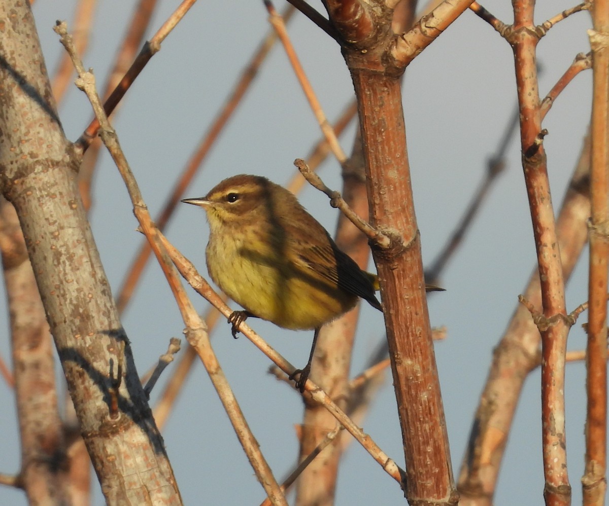 Palm Warbler - ML643695821