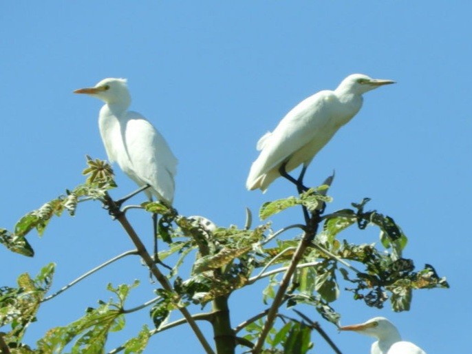 ニシアマサギ - ML643695830
