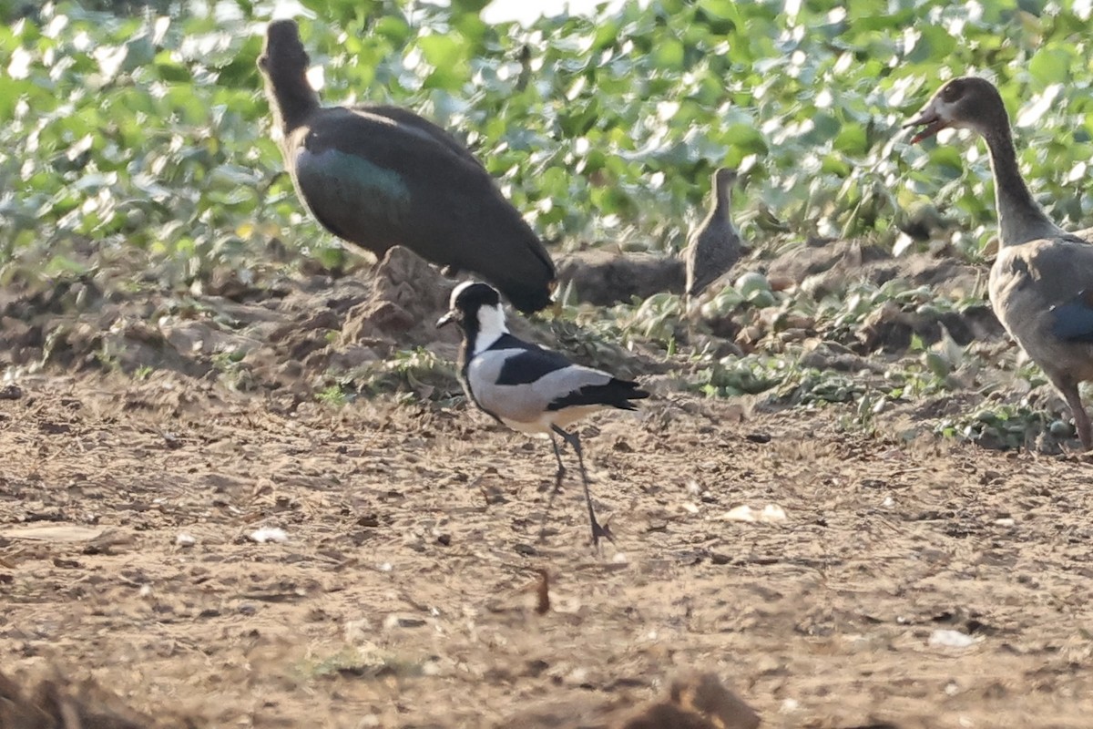 レンカクゲリ - ML643695847