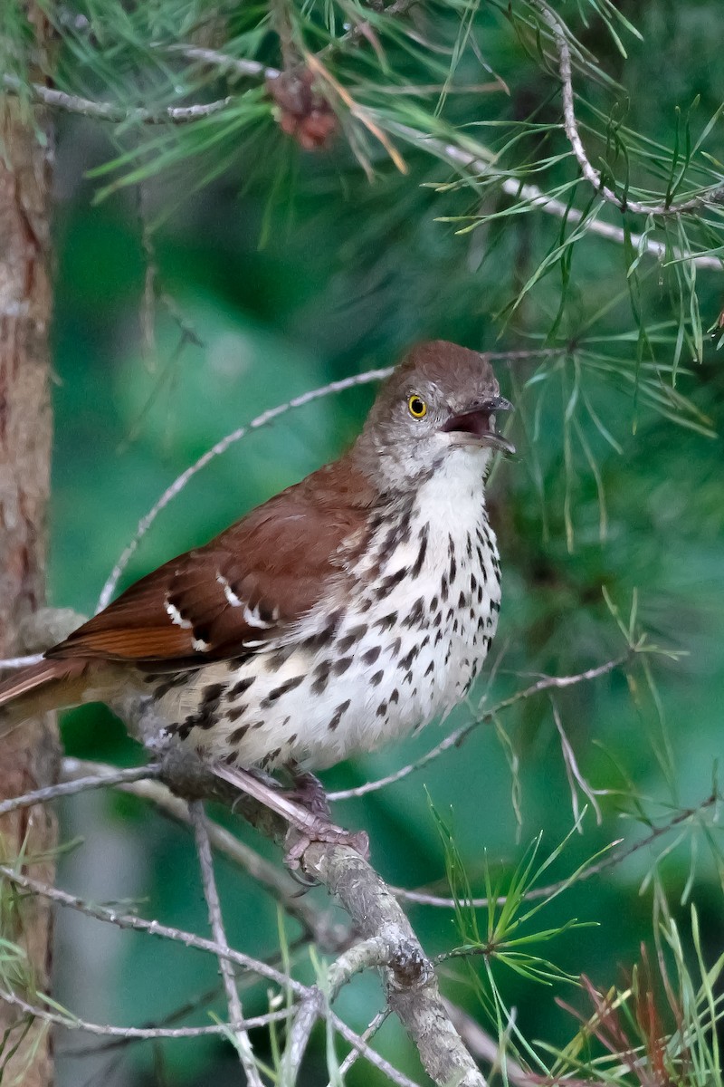 Brown Thrasher - ML643695851