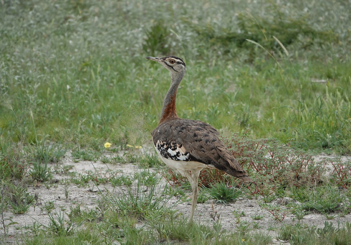 Denham's Bustard (Jackson's) - ML643695863