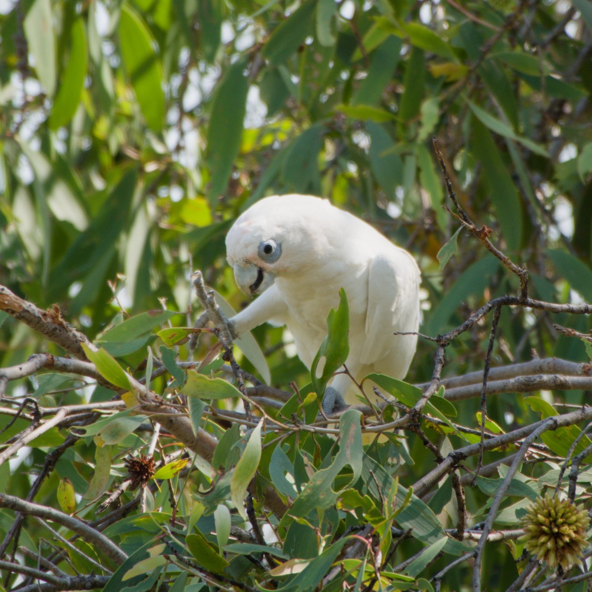 Cacatoès corella - ML643695868