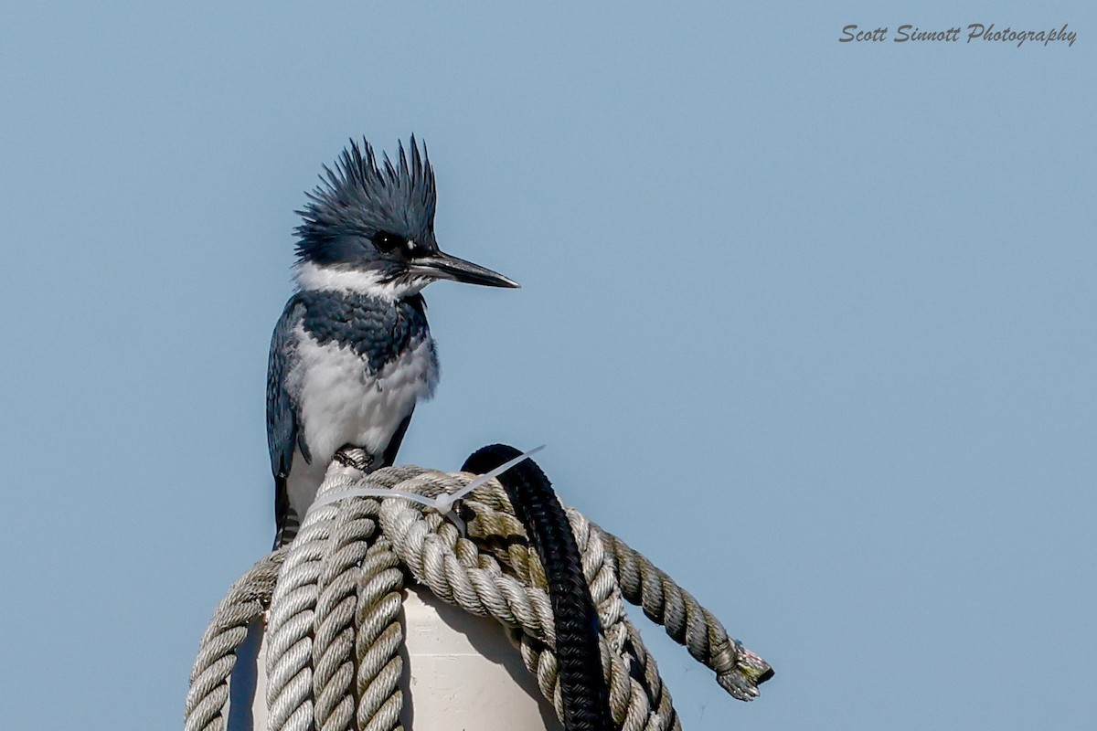Martin-pêcheur d'Amérique - ML643695875