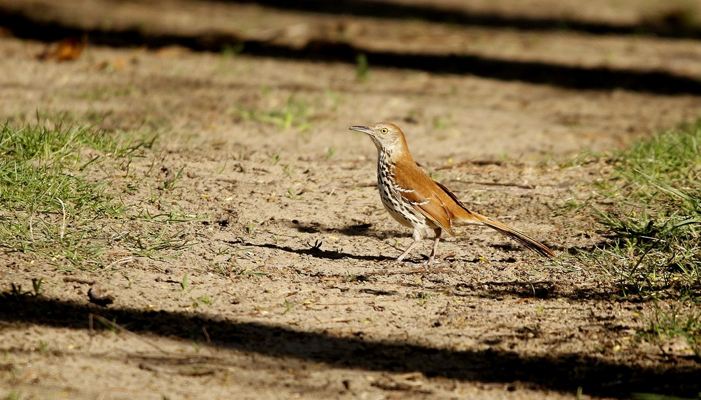 Brown Thrasher - ML643695876