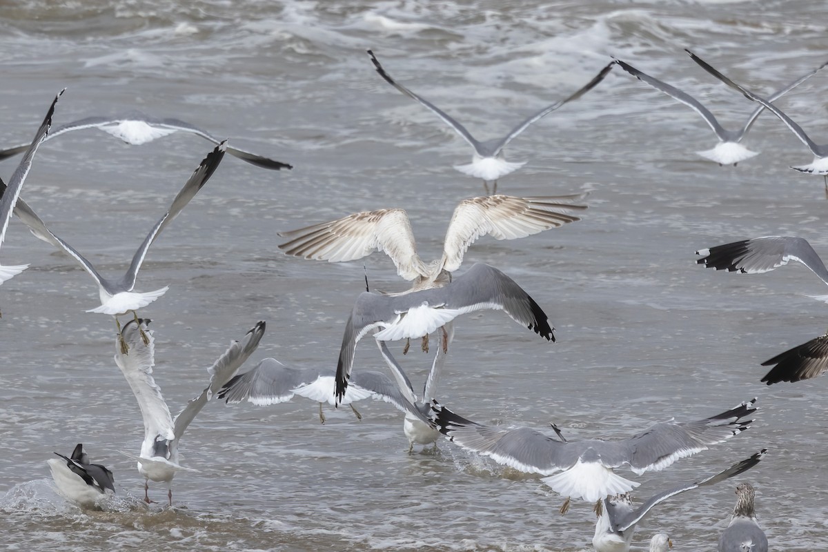 American Herring x Glaucous Gull (hybrid) - ML643695877